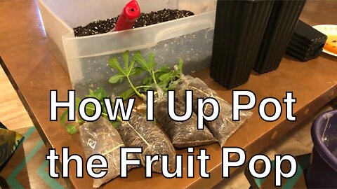🍊How I Up Pot the Fruit Pop 🍎