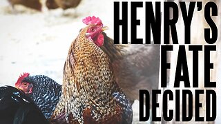 Henry's Fate Has Been Decided - Mean Rooster Update