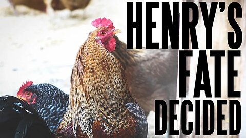 Henry's Fate Has Been Decided - Mean Rooster Update