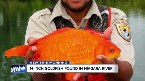 Warning after giant goldfish is found in the Niagara River