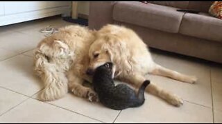 Golden retriever pretends to eat his cat friend