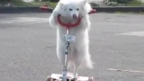 Dog casually rides 3-wheeled scooter