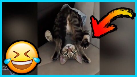 Funny Fail 04 try not laugh Compilation animals