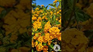 Calming Lantana Flowers - Summer Flowers with Nature Sounds