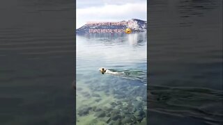 Ares Jack Russell did a stupid yet health boosting winter swim beautifully