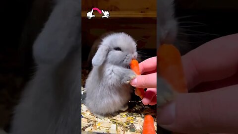 Cute & Funny Bunny 🐇🐰 😍 l #shorts l #cutebunny