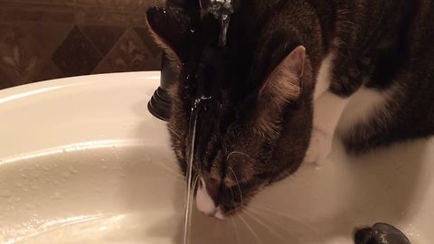 Thirsty Cat Doesn’t Mind Getting Wet