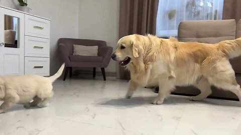 Golden Retriever Reacts to Golden Retriever Puppy