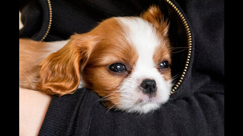 Cavalier King Charles Spaniel Puppies - 3 Weeks Old!