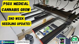 2023 Spring Medical Cannabis Grow 2nd week seedling update & feeding w FOOP Mist!