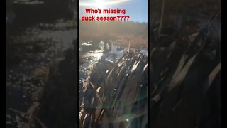 Who’s missing duck season