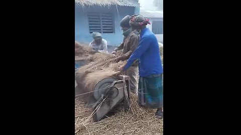 Paddy Threshing by Machine in Village