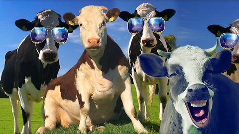 FUNNY COW DANCE 11 │ Cow Dance Song & Amazing Animals