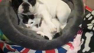 Adorable Kitten Joins French Bulldog In Bed To Snuggle