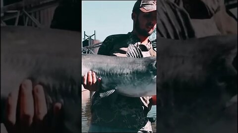 Monster Catfish in St. Louis River (Big Blues)