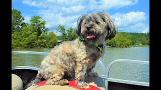 Chewbacca on the lake in a pontoon! Dog Days of Summer 2020