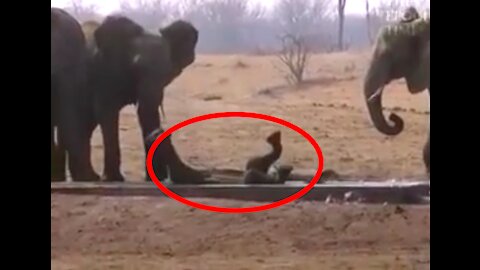 Elephant Saves Baby Elephant