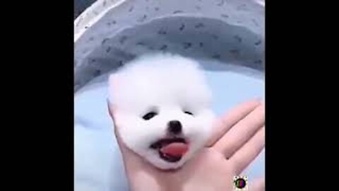 funny cute dog