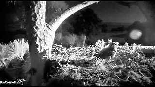 Savannah Great Horned Owls Are Back-Cam One 🦉 08/31/23 05:55