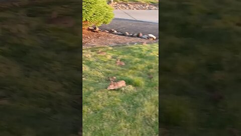 OMG Bunnies! The mated pair had a litter !