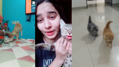 Cat Funny video compilation__TomTom Fan Club #short2022