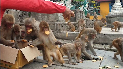 feeding hungry monkey | feeding biscuits and pineapple to the wild monkey | feeding street dog