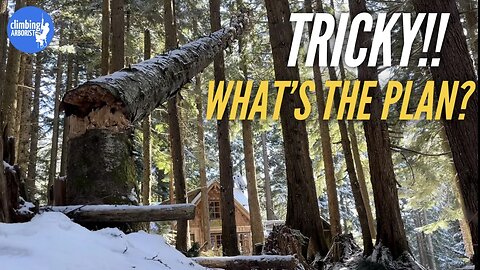 OFF THE GRID - TREEWORK up in the mountains