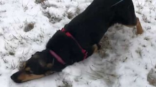 Dog sees snow for the first time and does this...