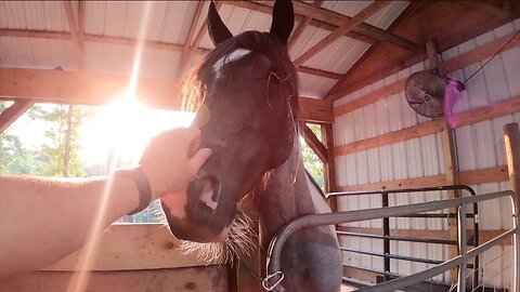 Hay is for horses