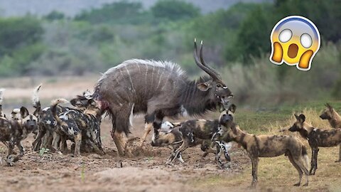 Epic Battle of Wild Dogs vs. Wild Animals👉 (lion, buffalo, wild boar, deer)