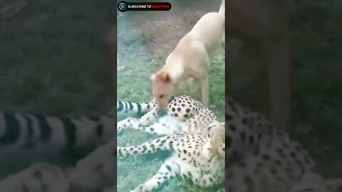 Street dog bite a cheetah leg