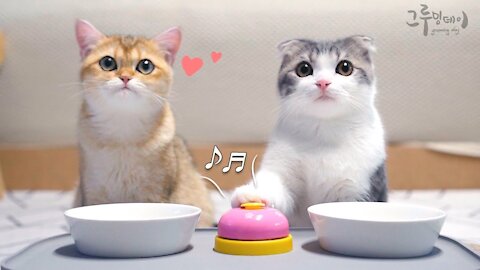 cat and bell for food