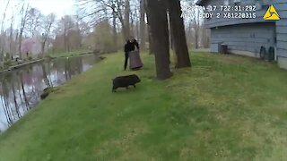 Police hilariously try to capture escaped pig wandering the neighborhood