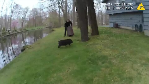 Police hilariously try to capture escaped pig wandering the neighborhood