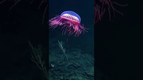 New type of jellyfish discovered 🪼