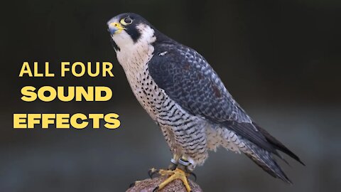 Peregrine Falcon All Sounds - The Fastest Animal on Earth
