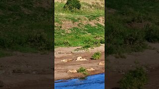 Lions On The Riverbank #Wildlife | #ShortsAfrica | HolidaysWithShorts