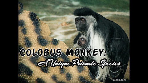 Colobus Monkey: A Unique Primate Species