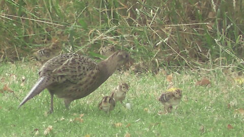 Pheasant chicks 1st outing with mum