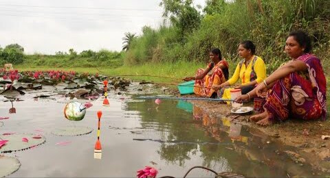 Fishing video- Hook Fishing Lotus pond - The lady caught fish in the Lotus pond of the village today