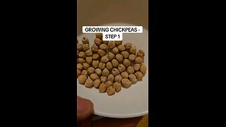growing chickpeas - step 1