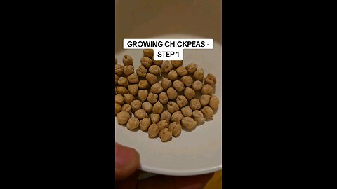 growing chickpeas - step 1