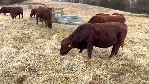 Greg shares a strip grazing tip with you!