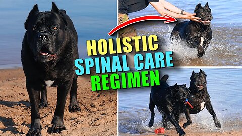 Cane Corso SPINAL PAIN - Holistic Spinal Care Regimen