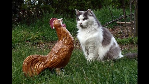 😂Funny 🐈Dog🐕and 🐔 hen🐓