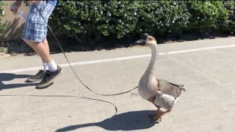 Homem passeia com ganso como seu fosse um cão