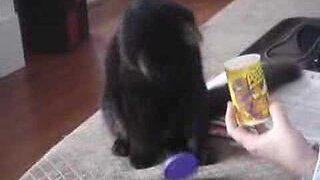 Cat opens can of Pounce treats -The Saga of Charlie & Prada