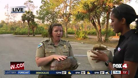 Gopher Tortoise Day at Koreshan State Park - 7:30am live report