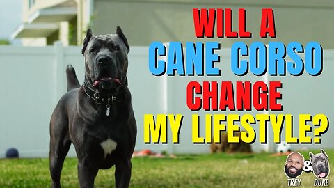 Will a Cane Corso Change my Lifestyle?