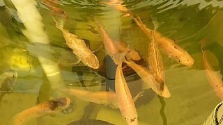 Tilapia feeding (aquaponic fish) Red Nile Tilapia #aquaponics